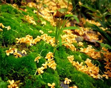 桂花的花语是什么？桂花语文案短句