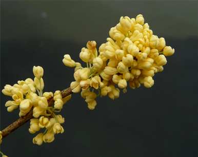 桂花的花语是什么？桂花语文案短句