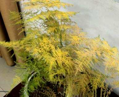 芦笋根枯萎了能活吗？芦笋枯萎了怎么补救？