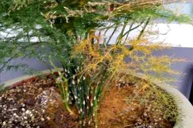 芦笋根枯萎了能活吗？芦笋枯萎了怎么补救？