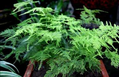 芦笋根枯萎了能活吗？芦笋枯萎了怎么补救？