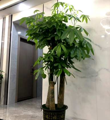 大型假山种植的绿色植物，大型绿色植物最好种植