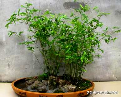 水养竹子有哪些品种，室内养竹子有哪些品种？