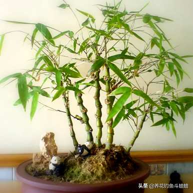 水养竹子有哪些品种，室内养竹子有哪些品种？
