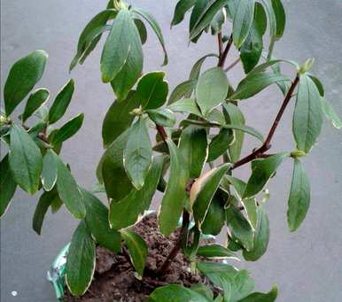 瑞香花叶子怎么了？瑞香花叶子下垂的原因是什么？