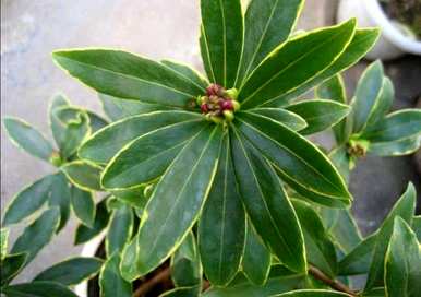 瑞香花叶子怎么了？瑞香花叶子下垂的原因是什么？