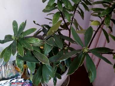 瑞香花叶子怎么了？瑞香花叶子下垂的原因是什么？
