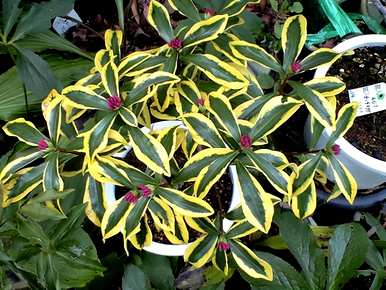 瑞香花叶子怎么了？瑞香花叶子下垂的原因是什么？