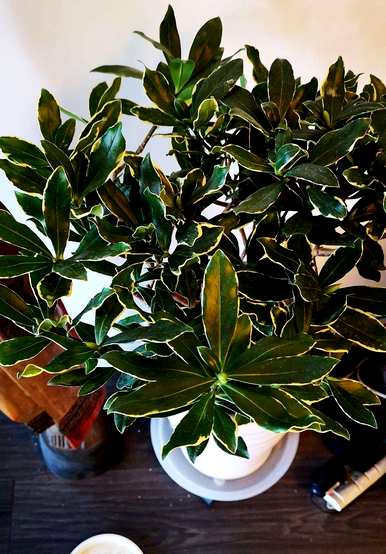 瑞香花叶子怎么了？瑞香花叶子下垂的原因是什么？