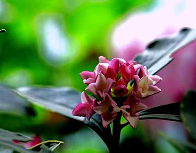 瑞香花叶子怎么了？瑞香花叶子下垂的原因是什么？