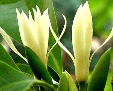 白兰花的种植方法和维护方法，白兰花的种植方法和维护方法