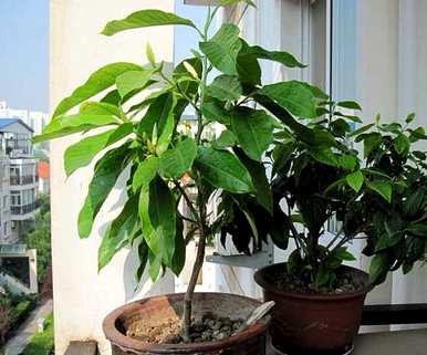 白兰花的种植方法和维护方法，白兰花的种植方法和维护方法