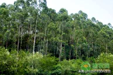 桉树种植施肥方法，桉树种植管理方法是什么？