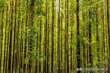 桉树种植施肥方法，桉树种植管理方法是什么？