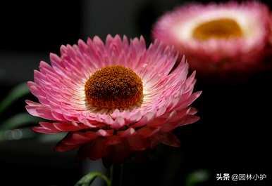 什么是青花瓷花语，什么是菊花花语？