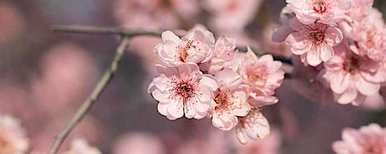 梅花几月开花，南阳塔子山梅花几月开花