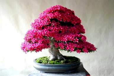 杜鹃花夏天掉叶，夏天怎么养？