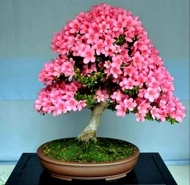 杜鹃花夏天掉叶，夏天怎么养？