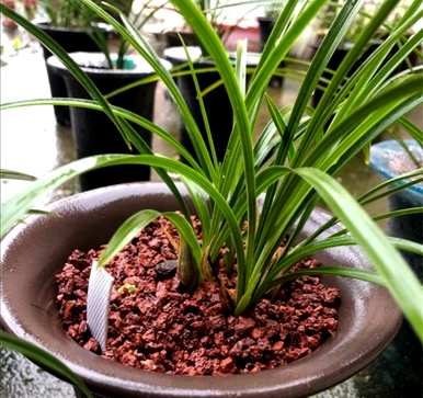 如何培育兰花幼苗？兰花龙蛋苗种植视频