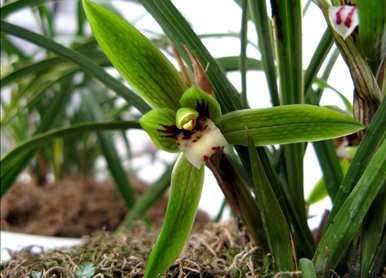 如何培育兰花幼苗？兰花龙蛋苗种植视频