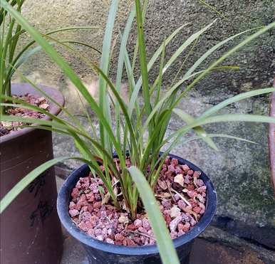 如何培育兰花幼苗？兰花龙蛋苗种植视频