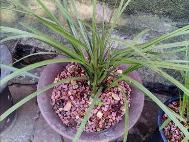 如何培育兰花幼苗？兰花龙蛋苗种植视频