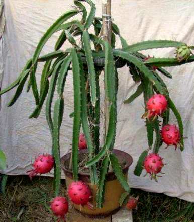 如何种植火龙果籽，火龙果籽种植技术视频
