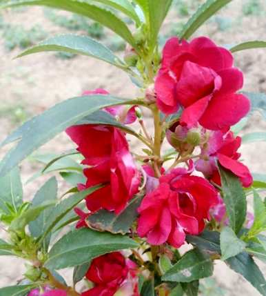 凤仙花怎么种好看，茶花凤仙花怎么种？