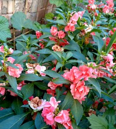 凤仙花怎么种好看，茶花凤仙花怎么种？