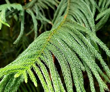 办公室里有哪些绿色植物？办公室里有哪些绿色植物品种？