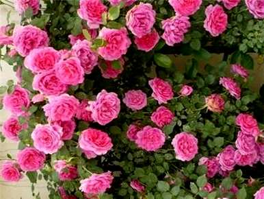 玫瑰如何延长花期？玫瑰花期短怎么办？