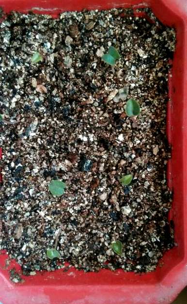 如何种植仙客来种子，如何种植仙客来花种子