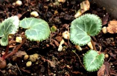 如何种植仙客来种子，如何种植仙客来花种子