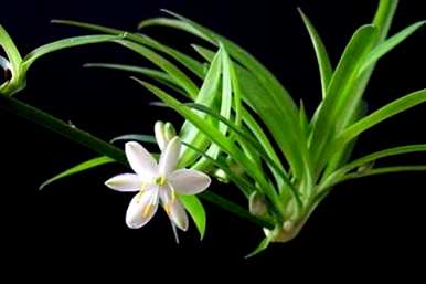 小吊兰怎么养才能开花，牡丹吊兰怎么养才能开花