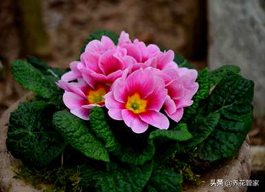 二月开什么花，二月开什么花最好？