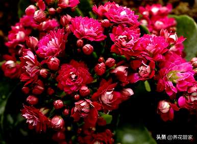 二月开什么花，二月开什么花最好？