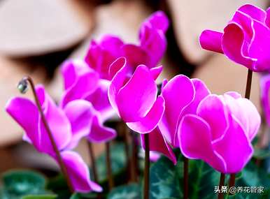 二月开什么花，二月开什么花最好？