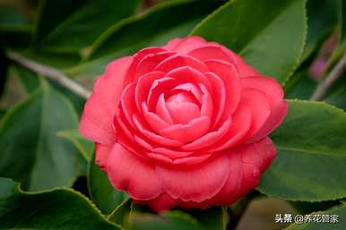 二月开什么花，二月开什么花最好？