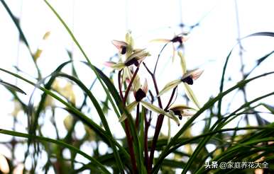 兰花叶黄烂根怎么办？兰花烂根只剩下芦头怎么办？