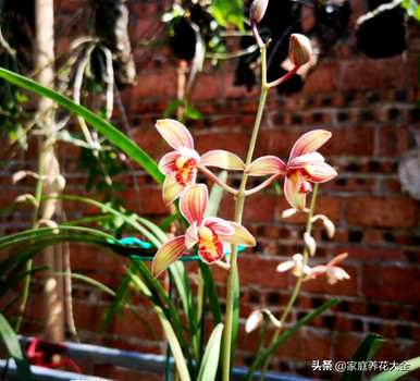 兰花叶黄烂根怎么办？兰花烂根只剩下芦头怎么办？