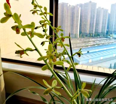 兰花叶黄烂根怎么办？兰花烂根只剩下芦头怎么办？