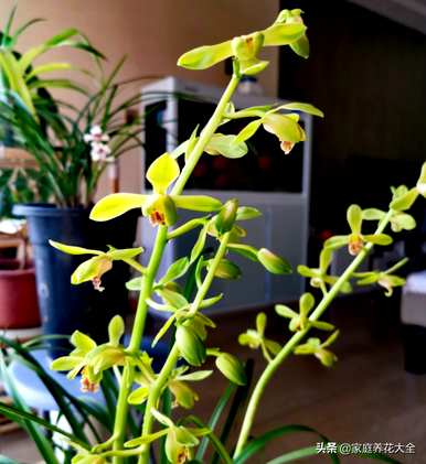 兰花叶黄烂根怎么办？兰花烂根只剩下芦头怎么办？