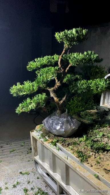 地栽罗汉松怎么移盆栽，家里怎么养罗汉松盆栽