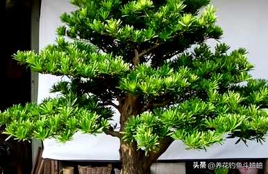 地栽罗汉松怎么移盆栽，家里怎么养罗汉松盆栽