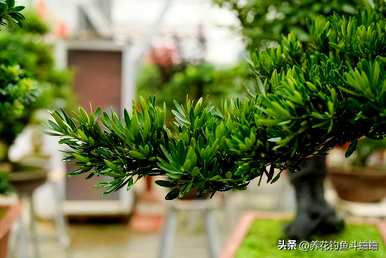 地栽罗汉松怎么移盆栽，家里怎么养罗汉松盆栽