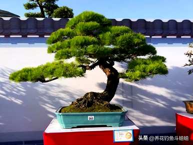 地栽罗汉松怎么移盆栽，家里怎么养罗汉松盆栽