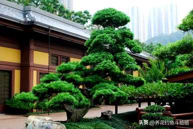 地栽罗汉松怎么移盆栽，家里怎么养罗汉松盆栽