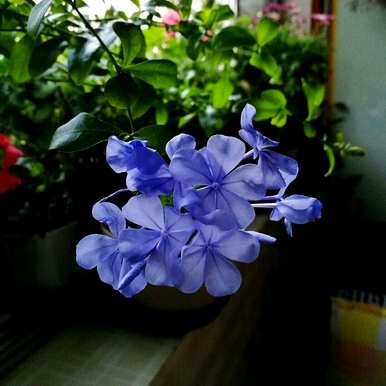 多年生花卉养殖推荐，多年生花卉有哪些？