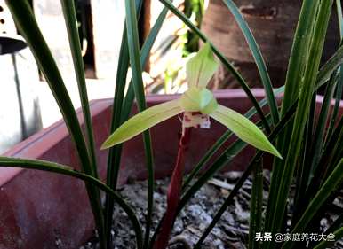 兰花叶黄烂根怎么办？兰花烂根只剩下芦头怎么办？