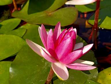 莲花种子种植方法，如何种植莲花